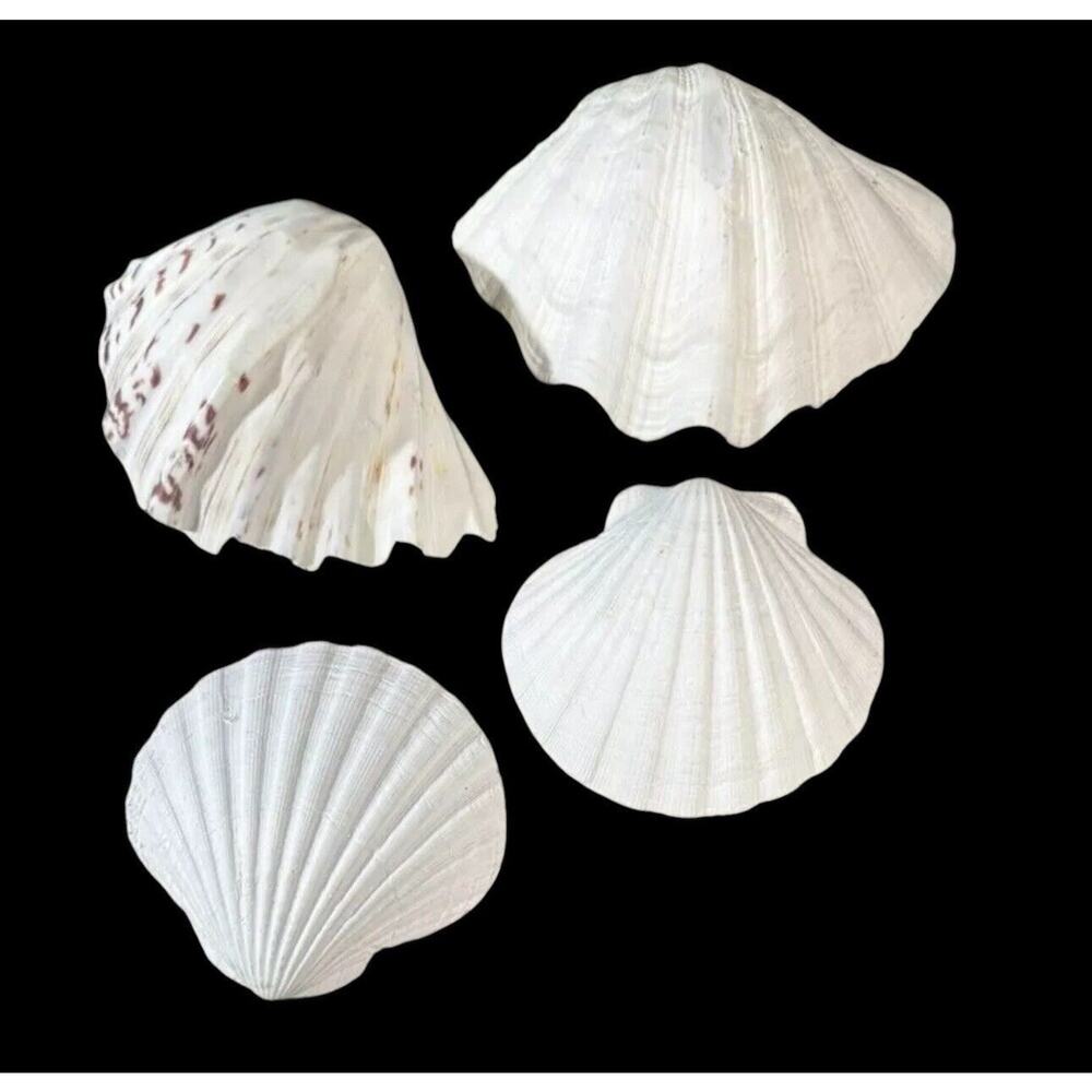 Seashells 2 Large & 2 Smaller Ones Estate Sale Find Very Beautiful - Lot Of 4
